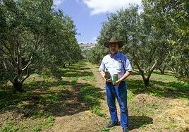 Los Olivos, un paraíso en Las Medianías de Telde donde se elabora un aceite de enorme calidad