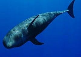 «Nika, el calderón tropical»: un documental para intentar salvar a Canarias de sí misma