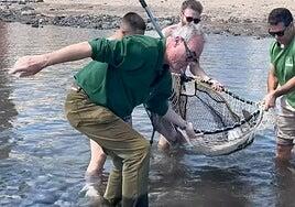 Rescate en Salinetas: salvan a un tiburón angelote y una mantelina atrapados en la charca