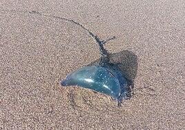 Avistan carabelas portuguesas en Las Canteras