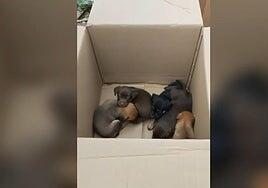 Abandonan a seis cachorros dentro de una caja en la basura en Ingenio