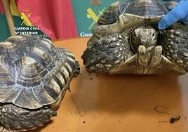 Trece investigados por tráfico ilícito de especies animales en España