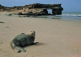 Heard y McDonald, las islas deshabitadas y con focas a las que Trump ha impuesto aranceles