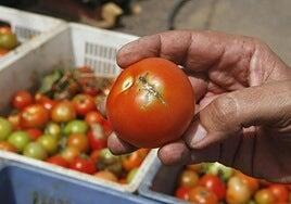 300.000 euros del Cabildo para controlar la Tuta Absoluta en Gran Canaria