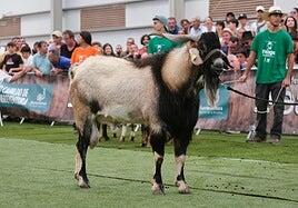 Récords en la subasta de sementales de FEAGA con ejemplares de alta calidad