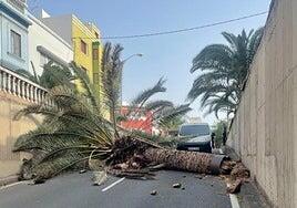 «No queremos que haya una desgracia»: a revisión más de 2.700 palmeras y árboles en Las Palmas de Gran Canaria