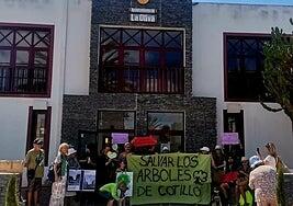 Nueva tala en El Cotillo: ya sólo quedan 49 de los 61 ficus de la calle