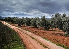 Mercosur, clave para colocar las ventas de aceite de oliva y vino