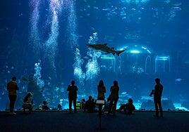 Poema del Mar celebra la Semana Santa con una programación especial para toda la familia