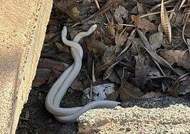 El control de la serpiente en Gran Canaria incorpora 36 operarios durante 4 meses