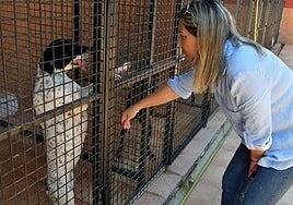 El albergue comarcal de Medianías alojará hasta 295 perros y 167 gatos