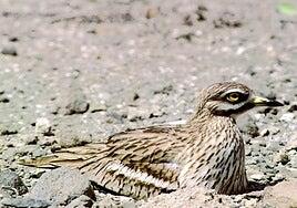 ¿Cuánto ha bajado la población de aves esteparias y fringílidas en Gran Canaria?