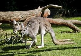 Los canguros rojos Xancho, Adassa y Brisa se mudan al Oasis Wildlife Fuerteventura