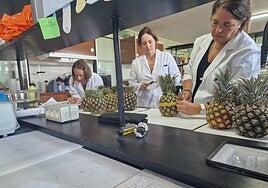 Canarias disecciona el ADN de la piña tropical para combatir el fraude de la importación ilegal