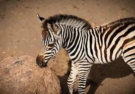 El nacimiento de una cebra enternece a Fuerteventura