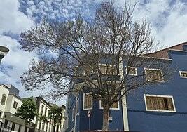 ¿Qué le pasa a la jacaranda del Teatro Hespérides de Guía?