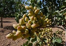 Investigadores españoles consiguen secuenciar el genoma del pistacho
