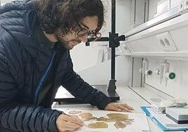 El mundo ha perdido en Canarias ocho especies vegetales: la última extinción, en 2024