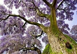 Canarias se une al proyecto Paulownia, un árbol que siembra oportunidades