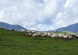 Salvar la ganadería extensiva es posible