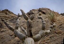 La población del drago de Gran Canaria se reduce a 61 ejemplares