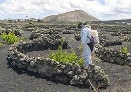La brotación irregular hace difícil prever cuánta uva se podrá recoger en verano
