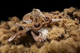 Salvador, el pulpo milagroso