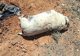 La Guardia Civil identifica a la dueña de un perro que enterró su cadáver en vía pública