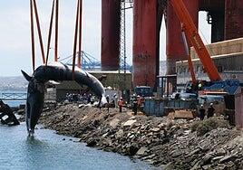 Manejando al rorcual común: fue como levantar una guagua articulada