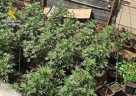 Detenido por cultivar 160 plantas prohibidas de marihuana en Gran Canaria