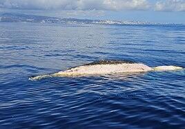 Otro cetáceo muerto en aguas de Las Palmas de Gran Canaria: un cachalote a la altura de Marzagán