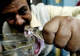 Un hombre se somete a cientos de mordeduras de serpientes para lograr un antídoto contra su veneno