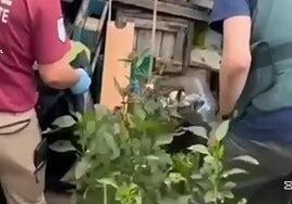 Intervenidas 14.000 plantas en un vivero de aguacates ilegal en Tenerife