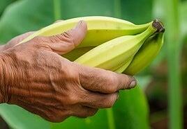 El Plátano, aprende a sacar todo su potencial
