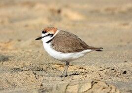 Cuidado donde pisas: la playa también es del chorlitejo patinegro