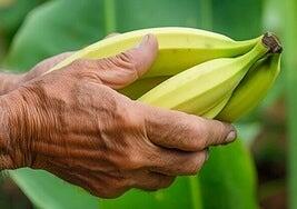 Investigada una empresa de Alicante por vender banana como si fuera Plátano de Canarias