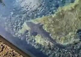 Detectan un tiburón en las piscinas naturales de El Altillo en Moya
