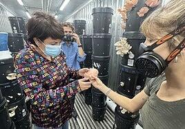 Coffee Fungi o cómo cultivar setas con borras de café