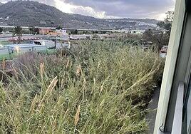 El cañaveral pegado al centro sociosanitario de Arucas pone en riesgo a sus usuarios