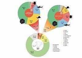 Canarias concentra la mitad de las especies en peligro crítico de extinción de España, según la Lista Roja de la UICN