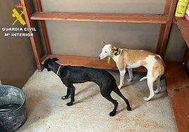 Dos perros de caza, hallados en una zona de caza prohibida en Fuerteventura