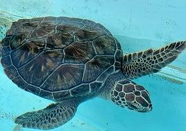 Solsticia, la tortuga que varó en Irlanda y se recuperó en Gran Canaria