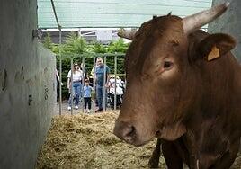 La exposición de ganado selecto de Gran Canaria entrega 58 trofeos
