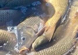 Miles de peces muertos al cerrar la conexión de dos embalses entre Cuenca y Guadalajara