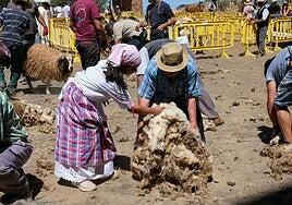 Global refuerza la línea 106 para la Fiesta de la Lana de este viernes en Caideros de Gáldar