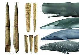 Las armas de hueso de ballena nacieron en el Golfo de Bizkaia hace 20.000 años