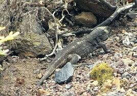 Una colonia de lagartos gigantes paraliza las obras de una urbanización en Telde