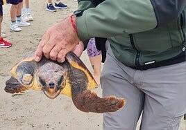 Vuelta a casa, que es el mar, de tres tortugas en Playa Blanca