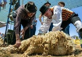 Miles de personas se congregan en la Fiesta de la Lana de Gáldar 2025 para celebrar la canariedad