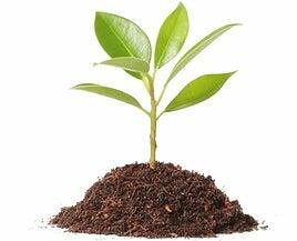 La basura de unas plantas puede ser el tesoro de otras